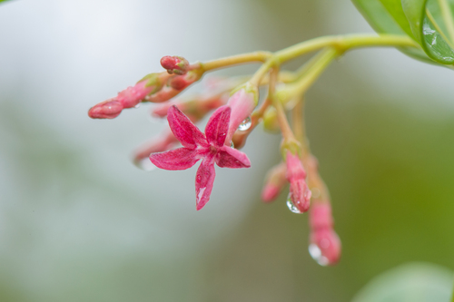 Rauvolfia weddeliana