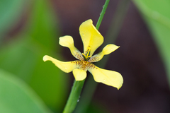 Trimezia longifolia