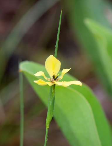 Trimezia longifolia, photograph 1