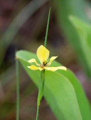 Trimezia longifolia, photograph Morten Ross, CC BY, iNaturalist via GBIF