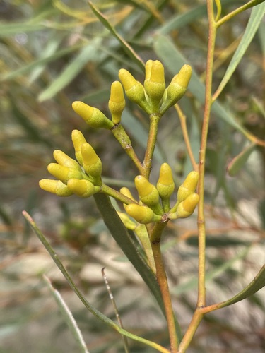 Eucalyptus vegrandis 2
