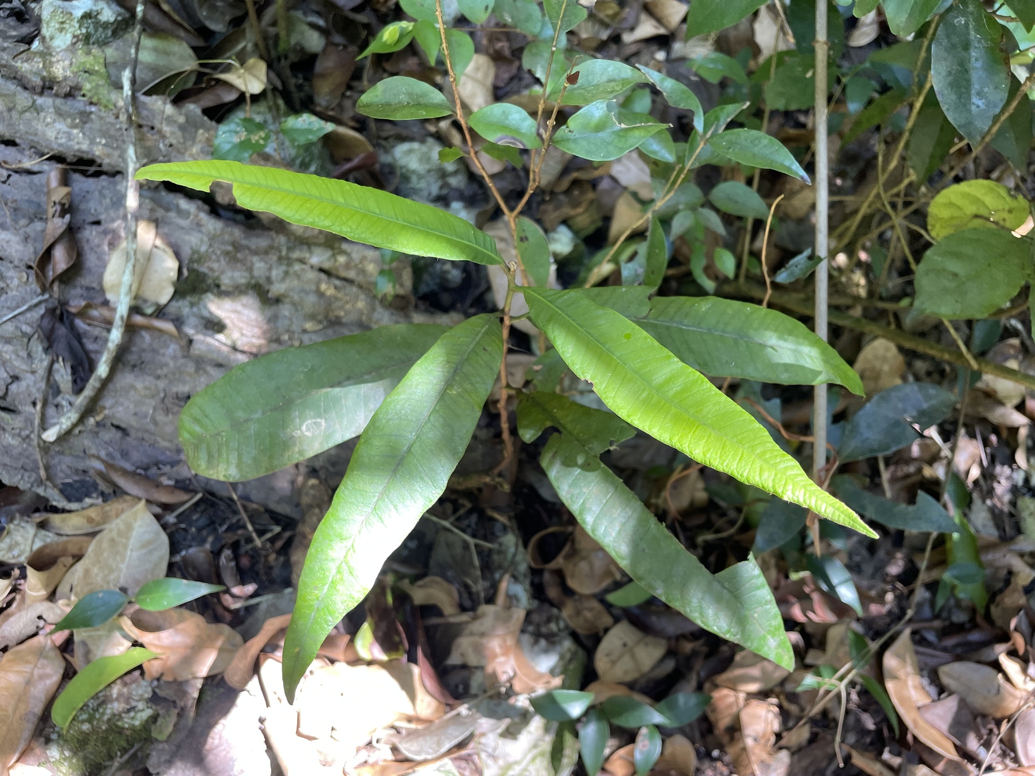 Pouteria dictyoneura