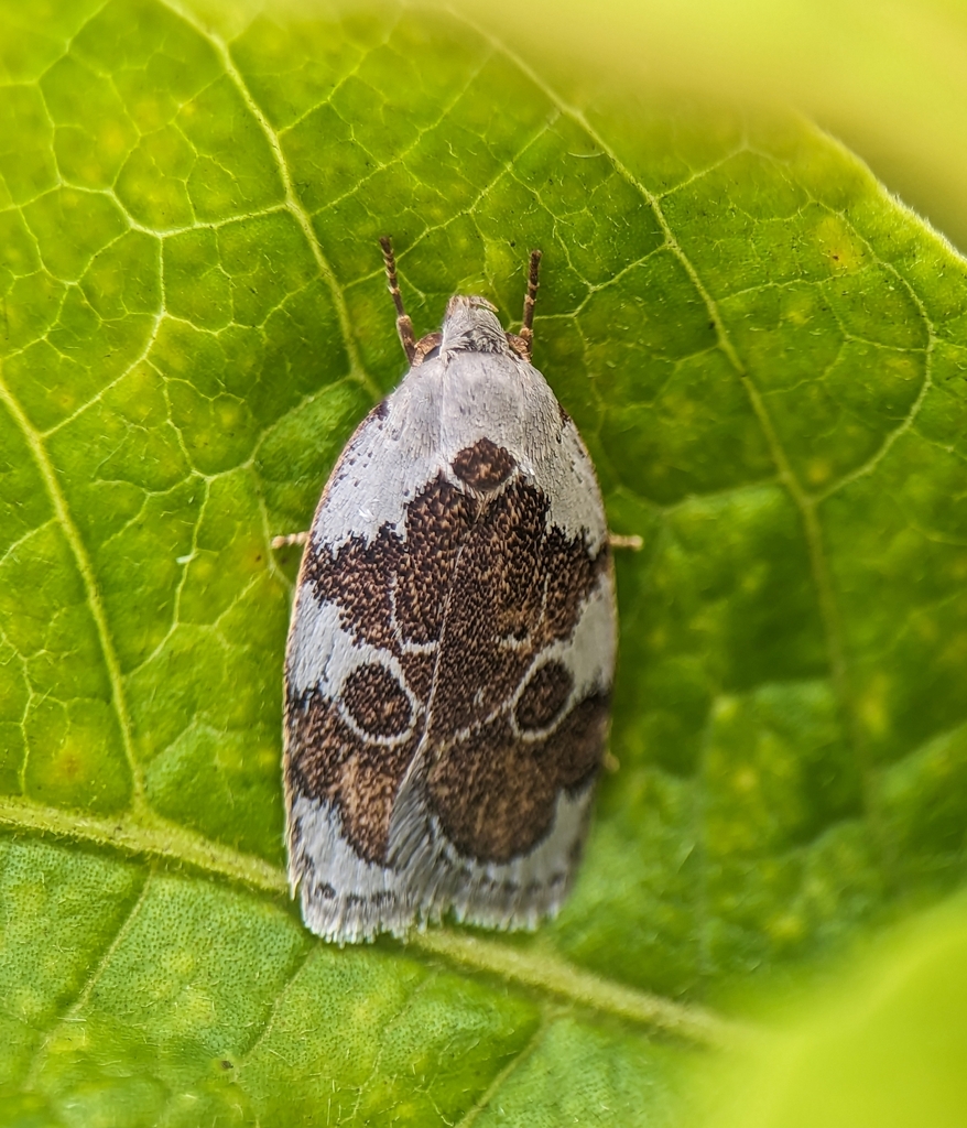 Stenoma ferrocanella