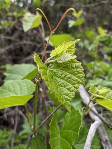 New England Grape (Vitis ×)