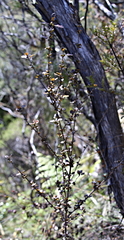 Coprosma spathulata spathulata