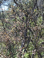 Coprosma spathulata spathulata