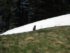 Marmota olympus