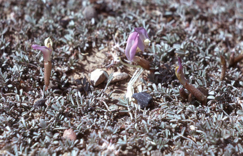 Astragalus anserinifolius