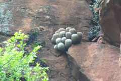 Mammillaria scrippsiana