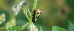 Hyphinoe camelus