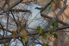 Leucopsar rothschildi