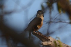 Microhierax fringillarius