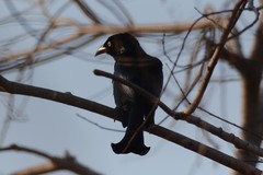 Dicrurus hottentottus jentincki