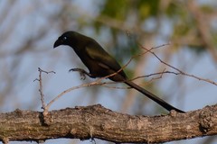 Crypsirina temia