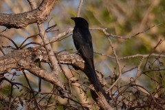 Dicrurus macrocercus javanus