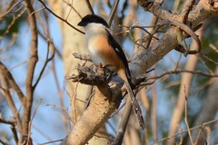 Lanius schach bentet