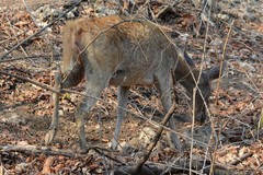 Rusa timorensis