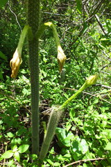 Nyctocereus serpentinus