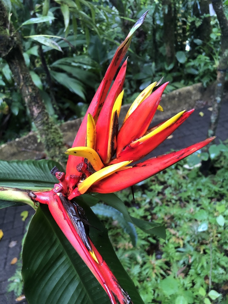 Heliconia mathiasiae