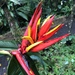 Heliconia mathiasiae - Photo (c) Cameron McIsaac, some rights reserved (CC BY-NC), uploaded by Cameron McIsaac