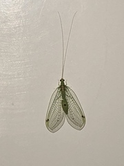Leucochrysa insularis