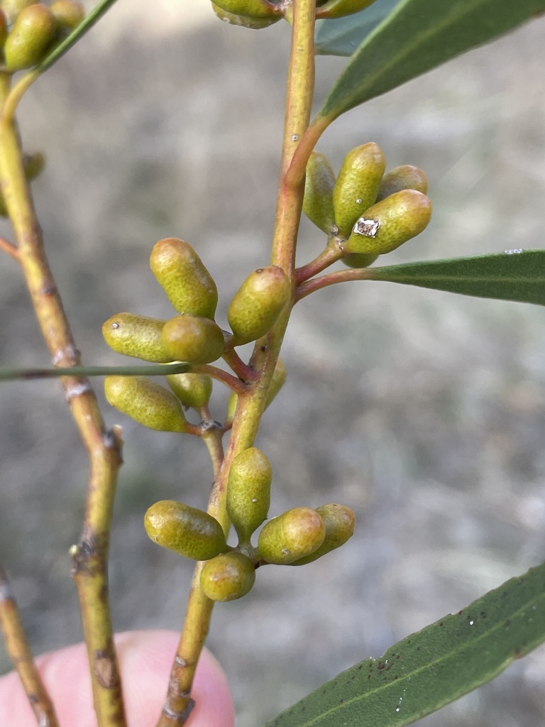 Eucalyptus ovularis 2