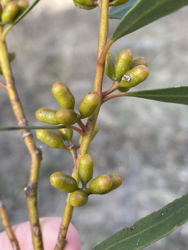 Eucalyptus ovularis