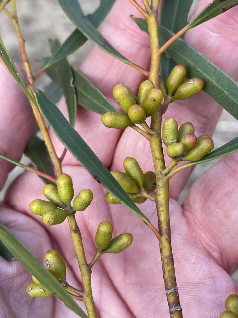 Eucalyptus ovularis