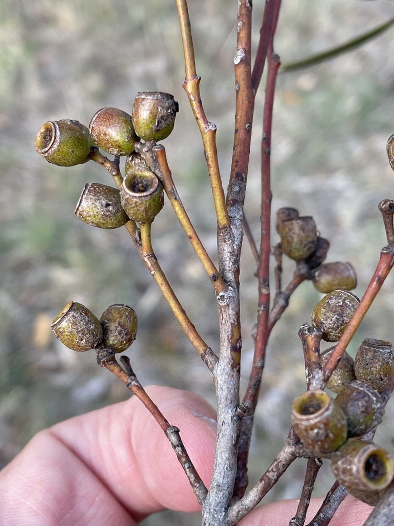 Eucalyptus ovularis 3