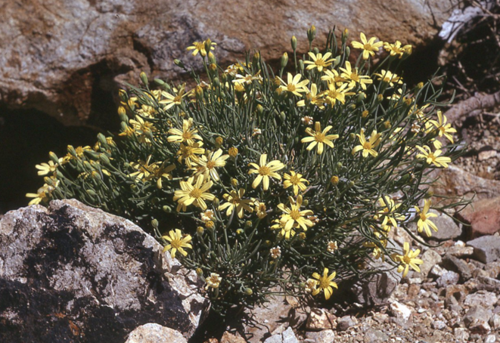 کرقیچ بیابانی، (Hertia angustifolia)