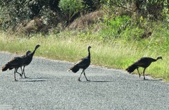 Meleagris gallopavo osceola