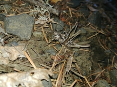 Neduba