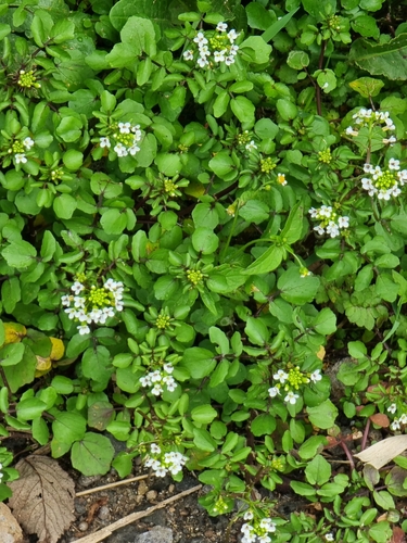 Yellowcress (Nasturtium × sterile)