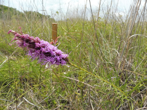 Image of Summer Gayfeather (Liatris aestivalis) by no rights reserved