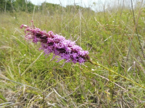 Image of Summer Gayfeather (Liatris aestivalis) by no rights reserved