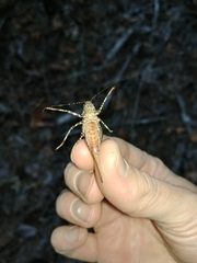 Neduba