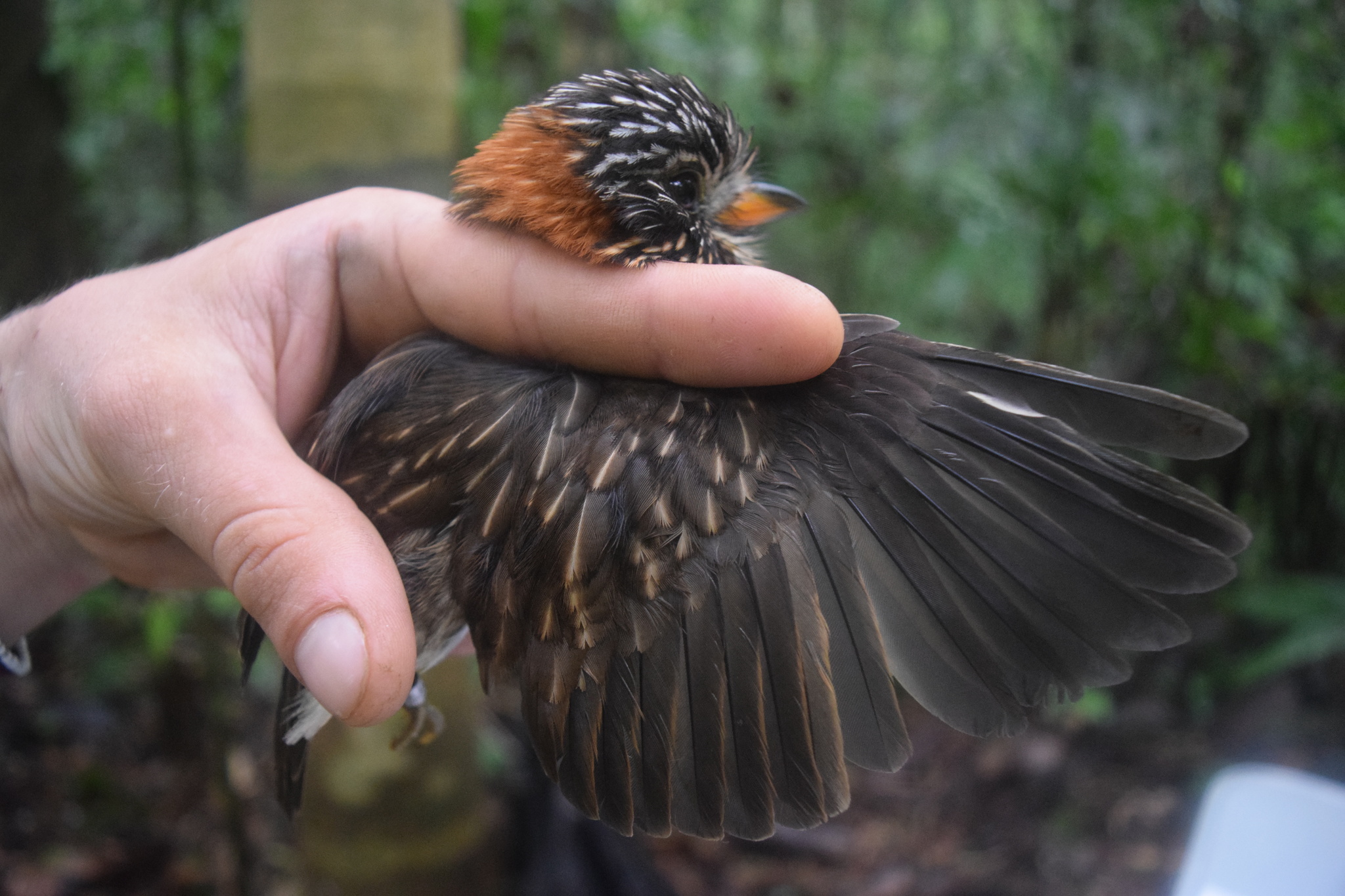 Semicollared Puffbird (Malacoptila semicincta), photo 10