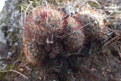 Mammillaria jaliscana