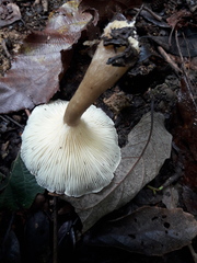 Ampulloclitocybe clavipes image
