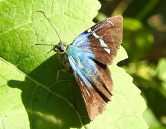 Astraptes fulgerator azul