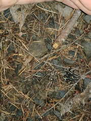 Neduba