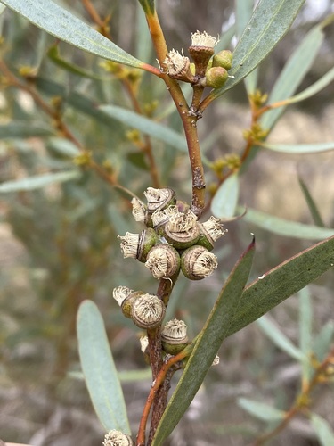 Eucalyptus foliosa