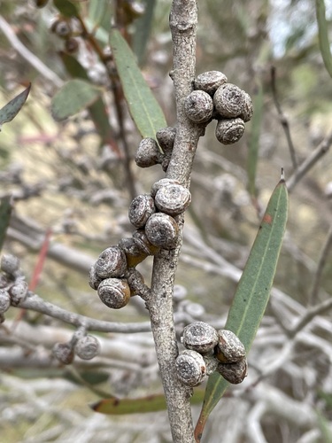 Eucalyptus foliosa 3