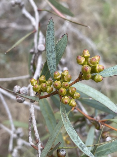 Eucalyptus foliosa 2