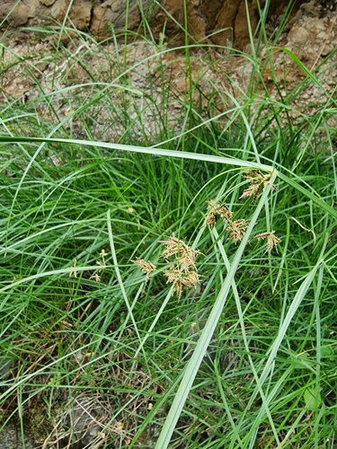 Cyperus esculentus image