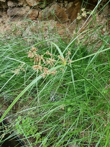 Cyperus esculentus image