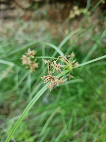 Cyperus esculentus image