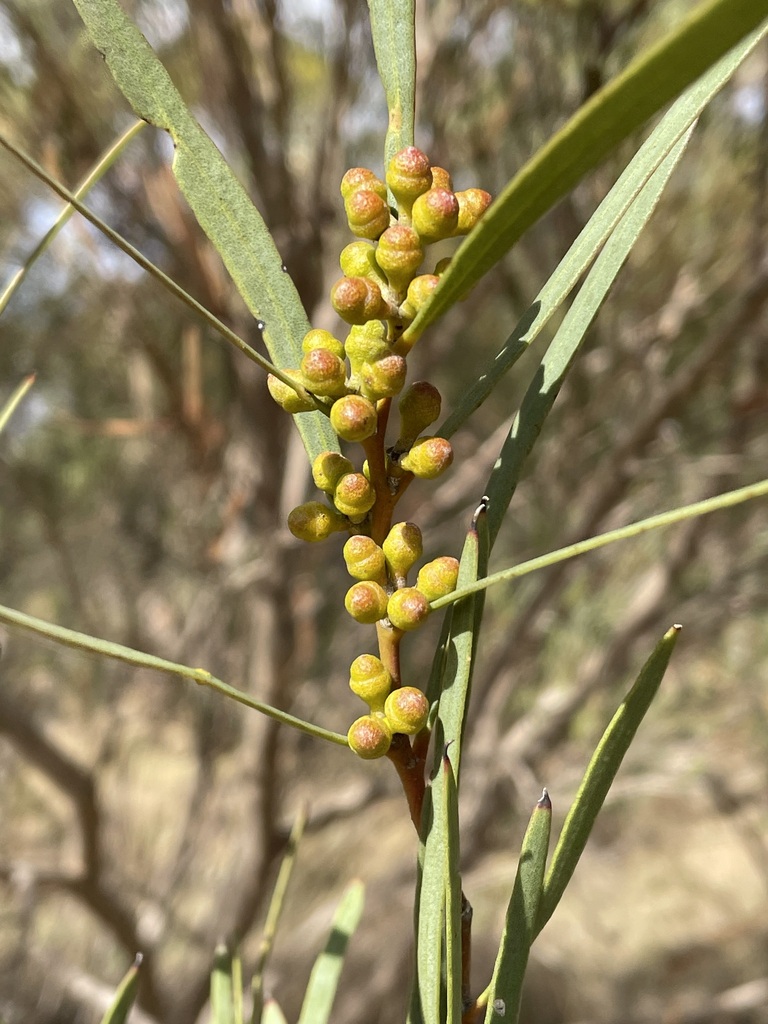 Eucalyptus quaerenda (L.A.S.Johnson & K.D.Hill) Byrne