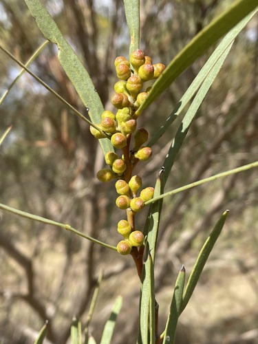 Melaleuca Mallee (Eucalyptus quaerenda)