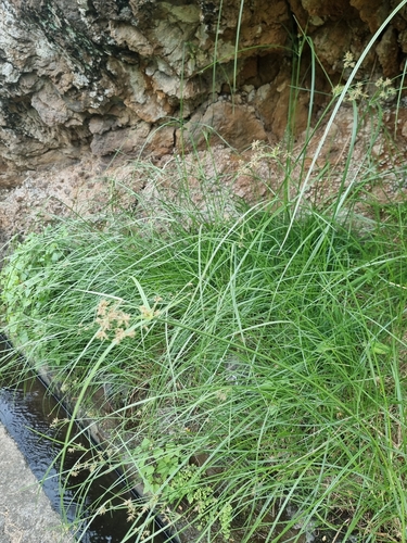 Cyperus esculentus image